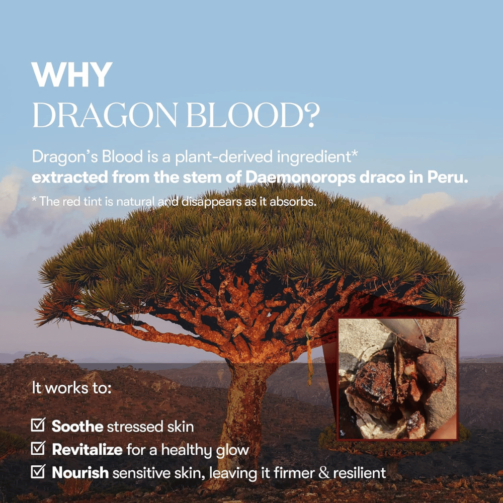 Illustration des Dragon’s Blood-Baumes (Daemonorops draco) in Peru, Zutat in VT Red Booster Reedle Shot 100, die gestresste Haut beruhigt, die Hautbarriere stärkt und einen frischen Glanz verleiht.